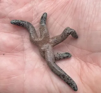 Photo of the Day: Patrick Star